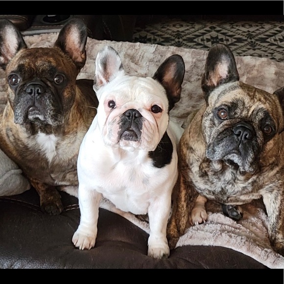 BaileeBee Co - Picture 3 of 3